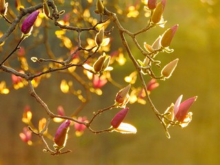 Golden magnolia