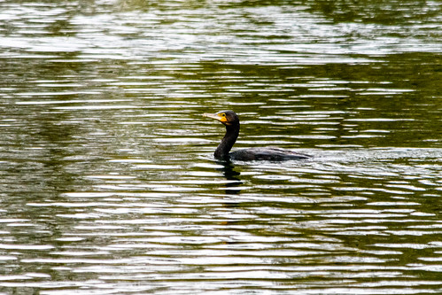 West Park cormorant, fishing