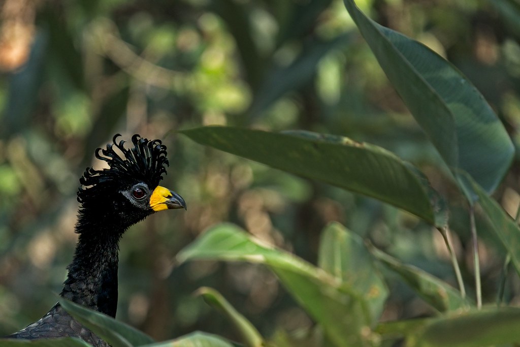 Bare-faced Curassow (male)