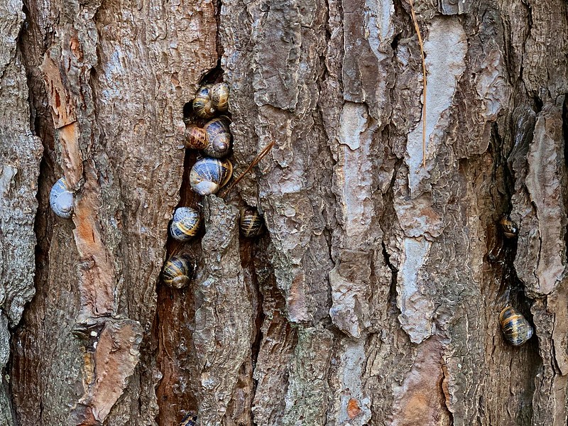 Snails On A Tree.