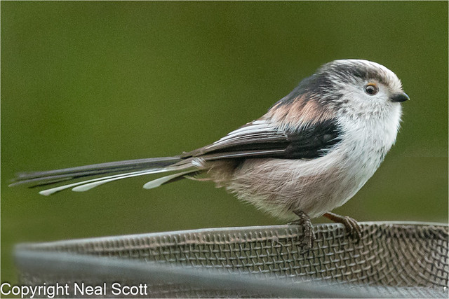 Long-tailed-tit @ 12,800 iso-