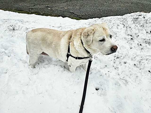 Gracie standing in dirty snow