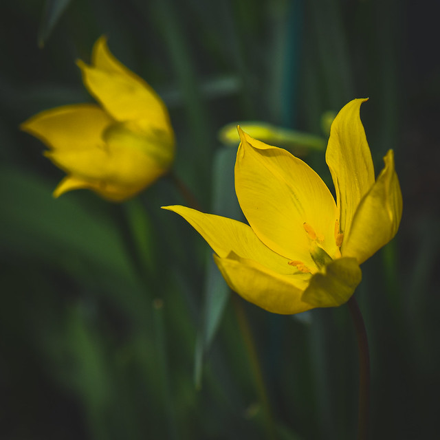Wild Tulip Flowers