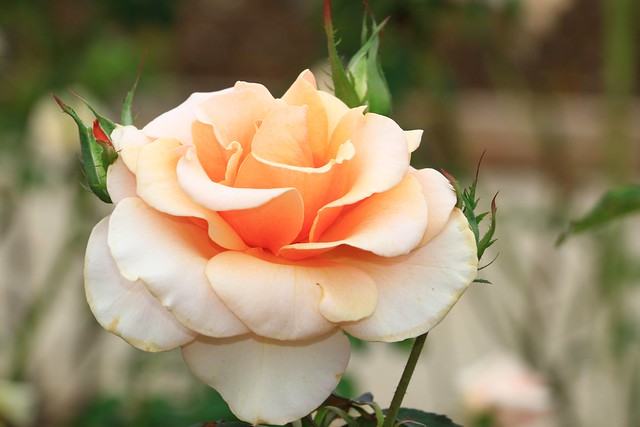 Rose at Newtown Park - Queensland State Rose Garden