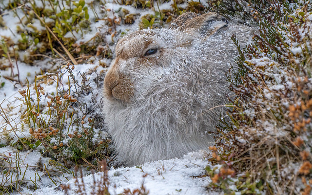 Snowy  hare