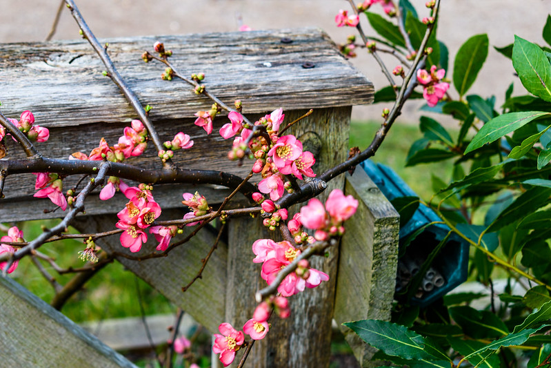 Chinese quince flowering, Shrewsbury