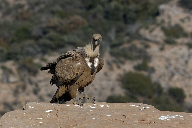 Vautour fauve - Gyps fulvus  - Griffon Vulture - Buitre leonado - Gänsegeier