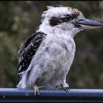 Kookaburra waiting to be fed 08March2023-1=