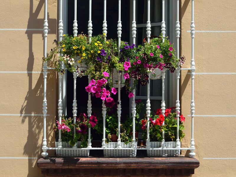 A close-up of a window with white pots with colourful flowers in them