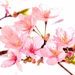 Sakura-painting style