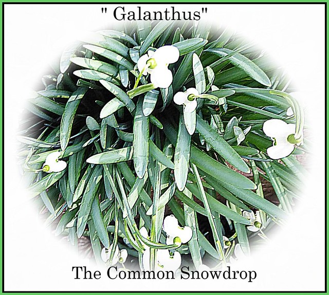 Composition of Snowdrops .