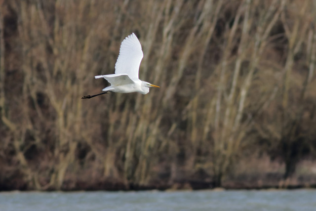 Great White Egret (ardea alba)