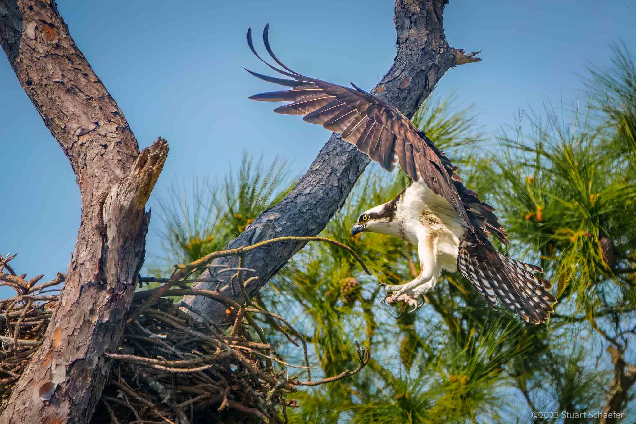 Osprey Morning Nest Landing