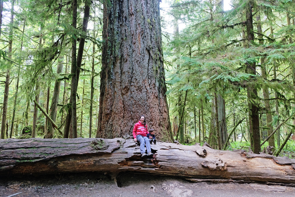 Cathedral Grove, Vancouver Island, BC, Canada