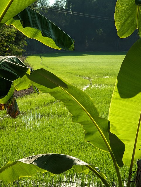 Green Rice Field Banana Plant Sukothai Province Northern Thailand Southeast-Asia © Reisfeld Bananenpflanze Nord-Thailand Asien ©