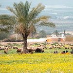 Bedouin Women in Flower Field, Umm Qais Jordan 
