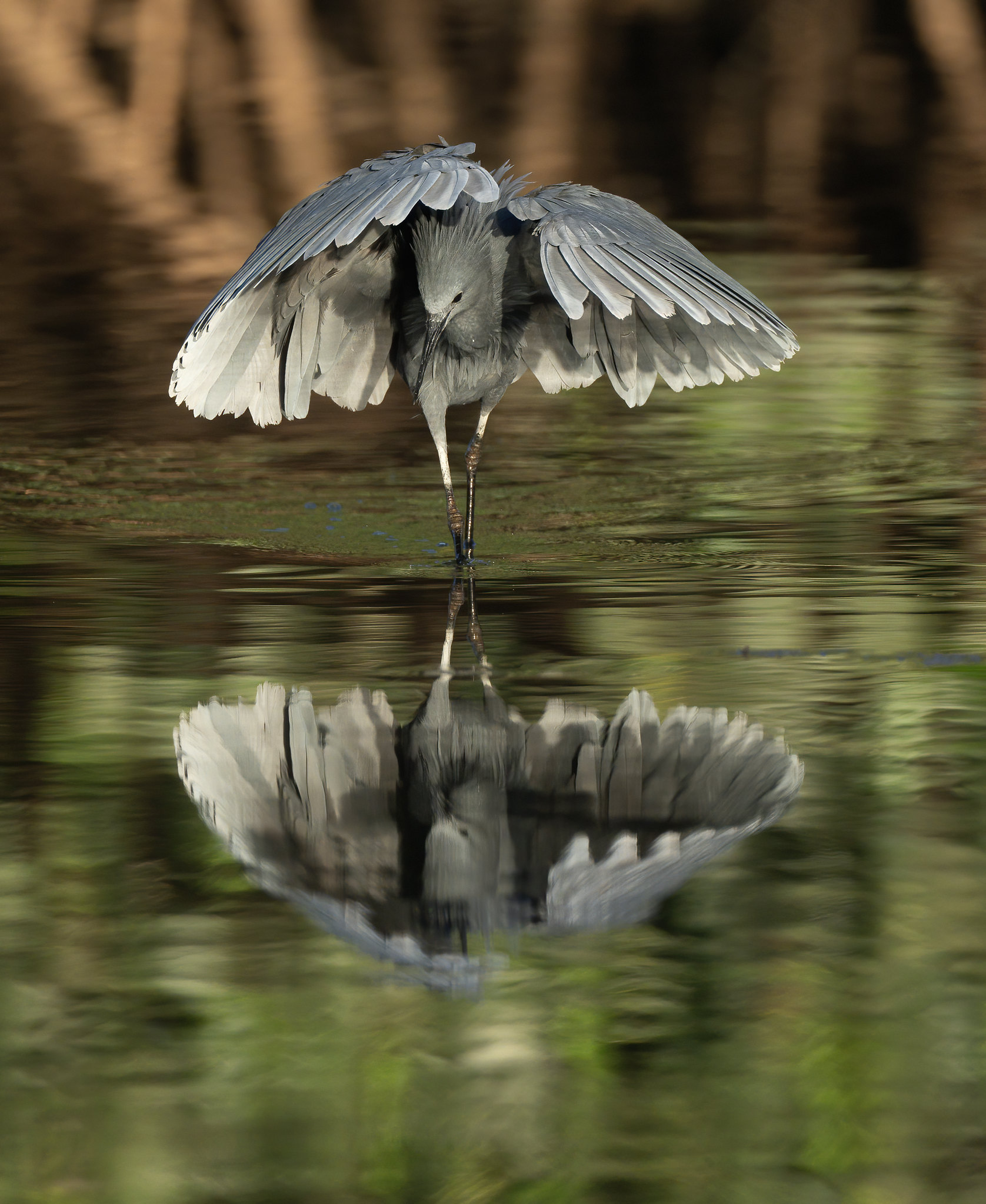 Black Egret - Umbrella Bird - what a star!
