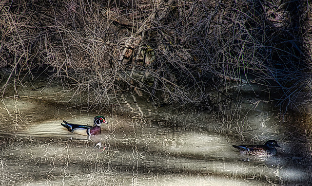 WOOD DUCKS IN MIAMI & ERIE CANAL