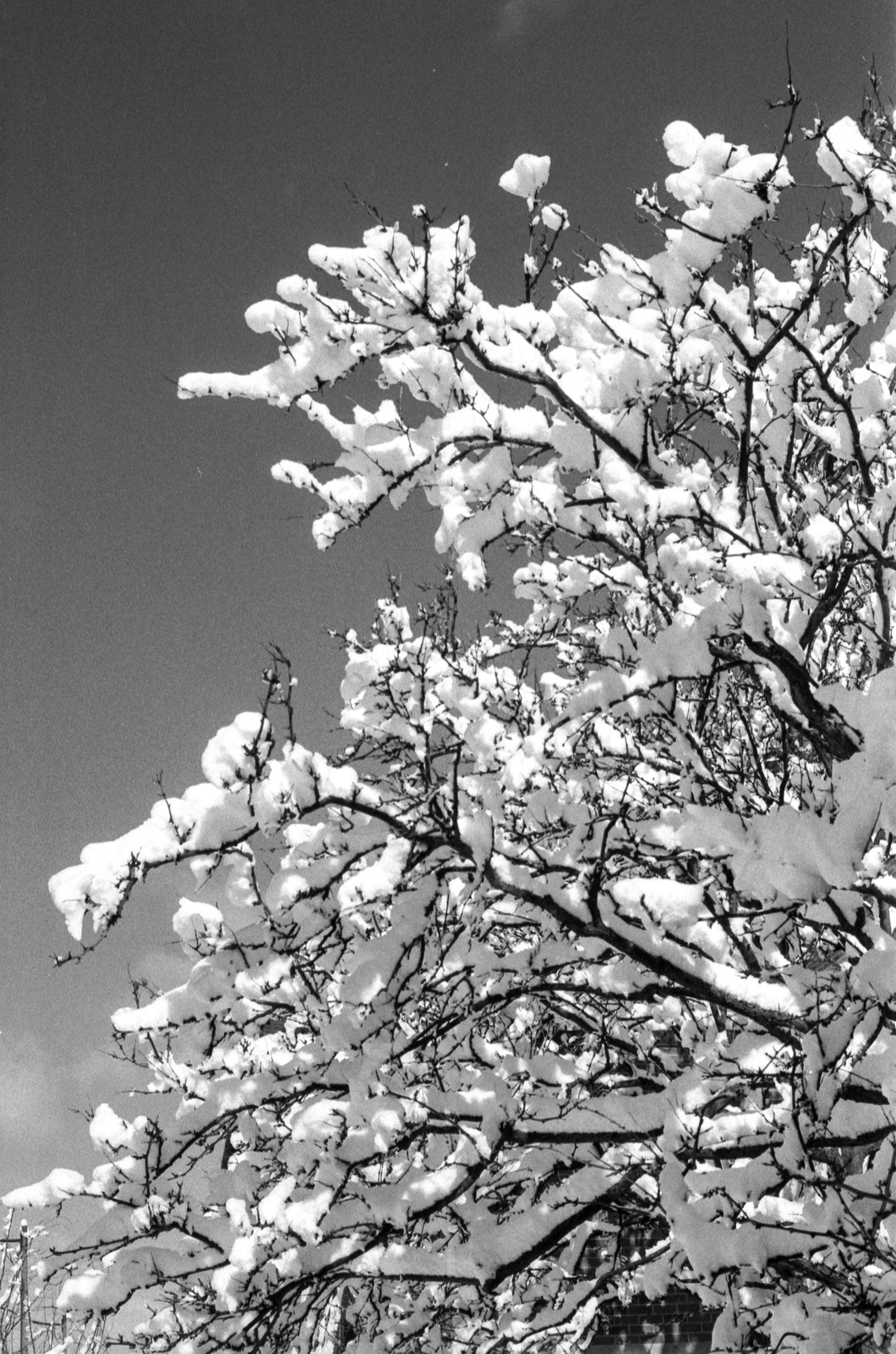 Snow Covered Tree off Yonge March 2023