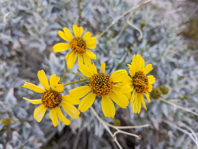 Close-up of yellow brittlebush flowers on the Cougar Canyon Trail in Anza-Borrego Desert State Park