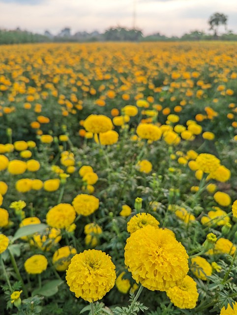 Marigold Flower Field Sukothai Province Northern Thailand Southeast-Asia © Tagetes Studentenblume Nord-Thailand Asien ©