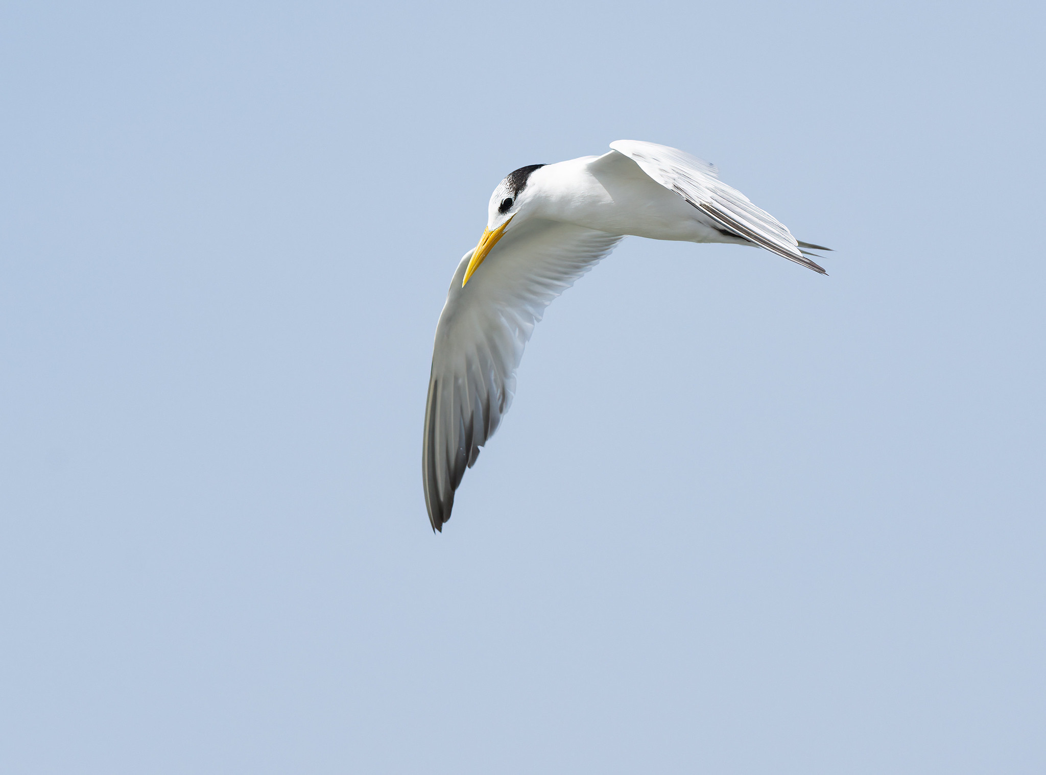 Lesser-crested Tern