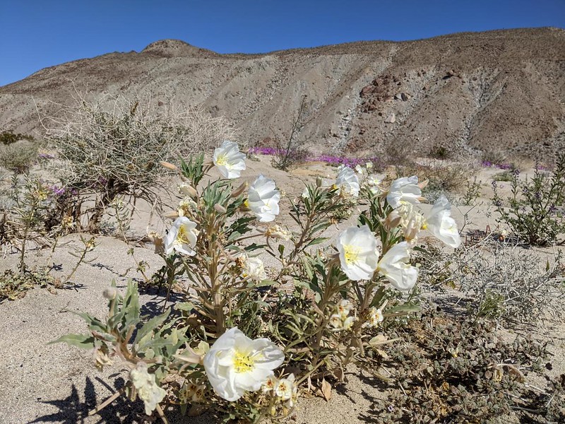 Desert Primrose flowers along Coyote Canyon Road in Anza-Borrego Desert State Park