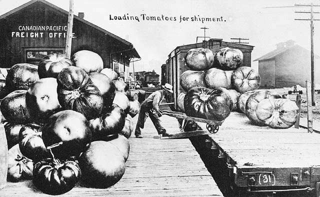 Loading tomatoes for shipment, Toronto, Ontario / Chargement de tomates en vue de leur expédition, Toronto (Ontario)