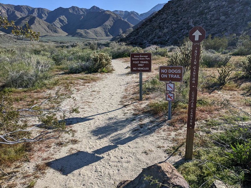 Cougar Canyon and Indian Canyon were up this trail, which started near the Sheep Canyon Campground