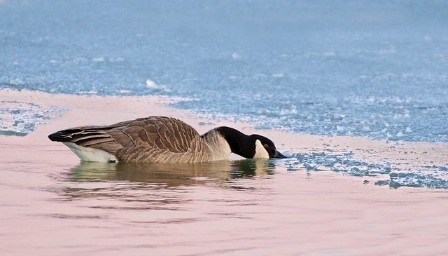 Icy Water Goose