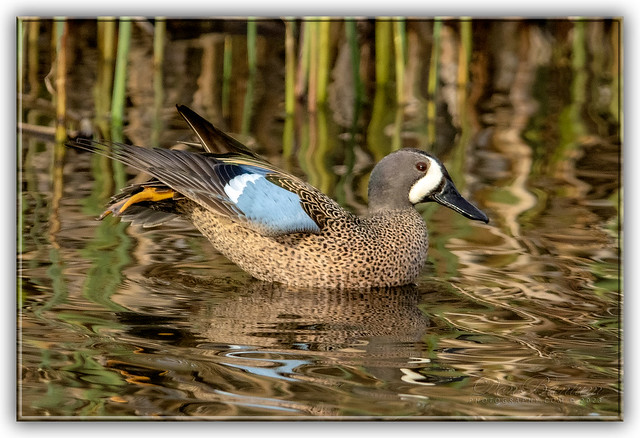 Blue-winged♂Teal_04