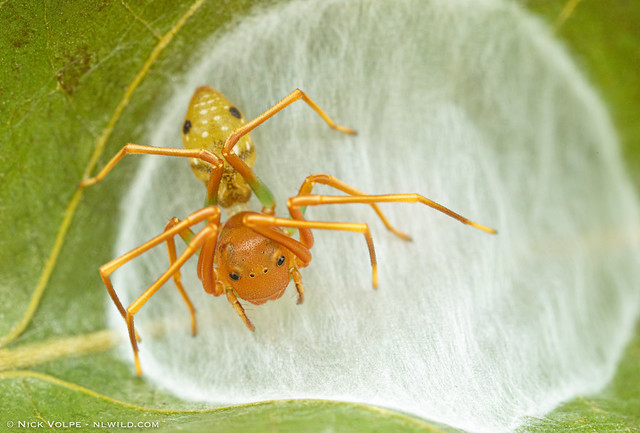 Green-ant Mimicking Spider (Amyciaea albomaculata)