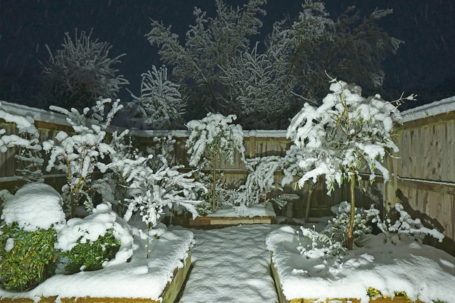 My little garden just before Sunrise. 9th March 2023
