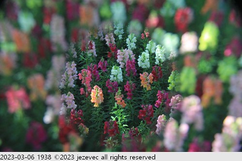 2023-03-06 1938 2023 Taipei Flower Festival | by Jezevec40 (formerly Badger 23)