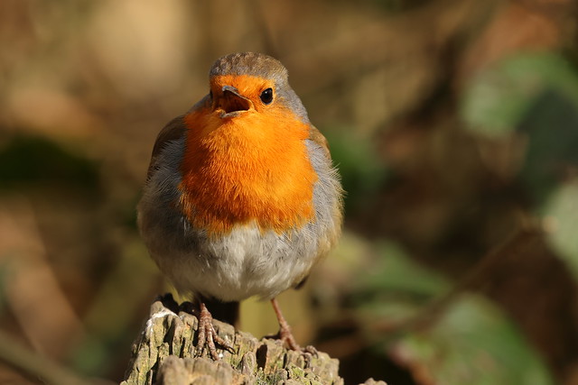 another robin