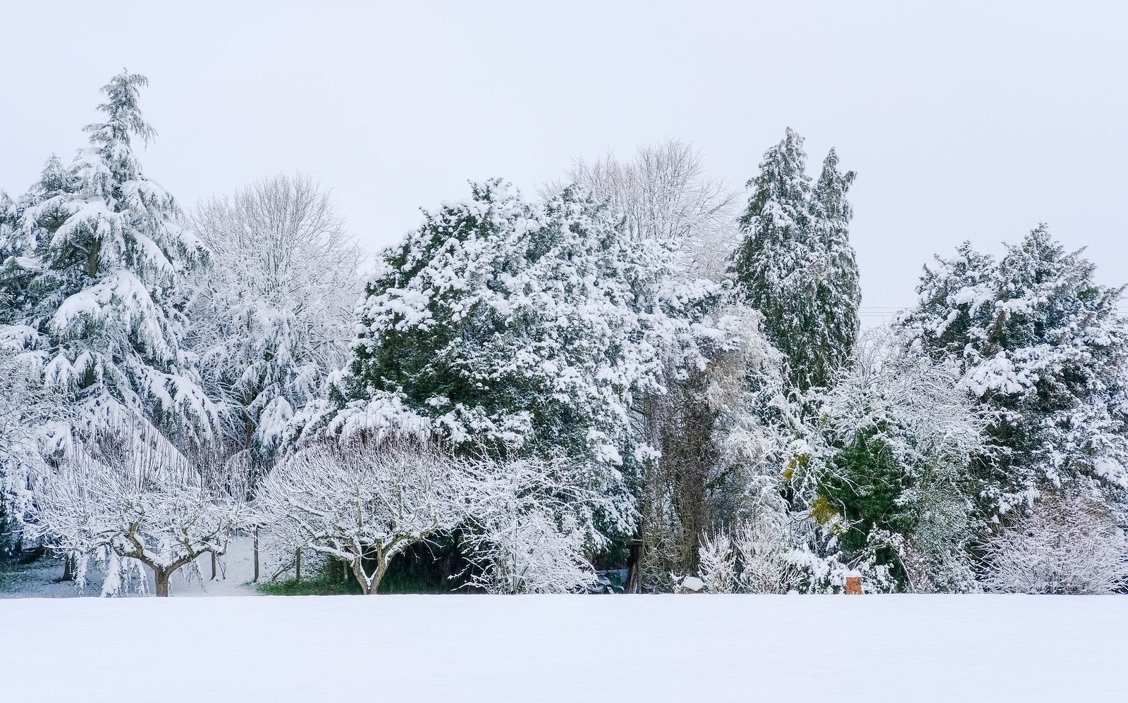 A photo looking across flat snow to about a dozen trees of different sizes and shapes, all covered in snow, with a blank white sky behind them