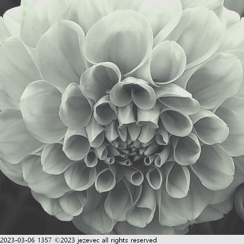 2023-03-06 1357 2023 Taipei Flower Festival | by Jezevec40 (formerly Badger 23)