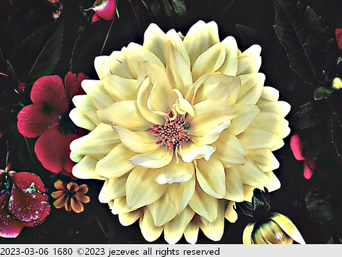 2023-03-06 1680 2023 Taipei Flower Festival | by Jezevec40 (formerly Badger 23)
