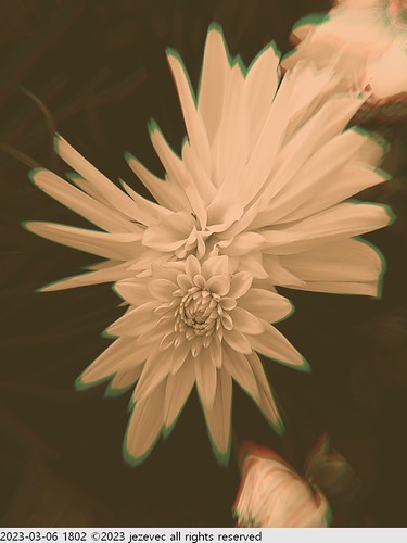 2023-03-06 1802 2023 Taipei Flower Festival | by Jezevec40 (formerly Badger 23)