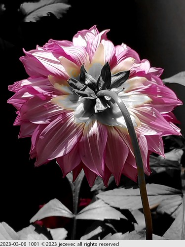 2023-03-06 1001 2023 Taipei Flower Festival | by Jezevec40 (formerly Badger 23)
