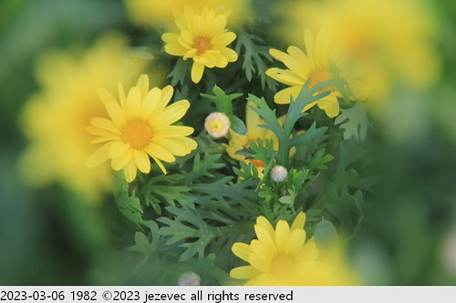 2023-03-06 1982 2023 Taipei Flower Festival | by Jezevec40 (formerly Badger 23)