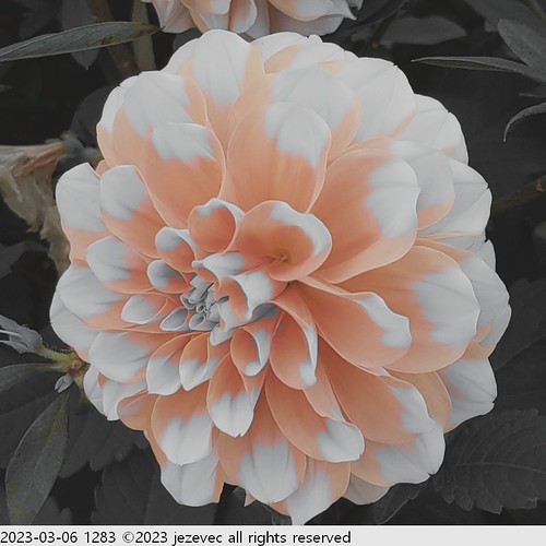 2023-03-06 1283 2023 Taipei Flower Festival | by Jezevec40 (formerly Badger 23)