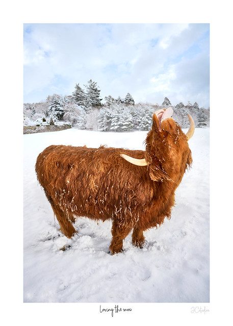 Highland Coo (cow) loving the snow signed