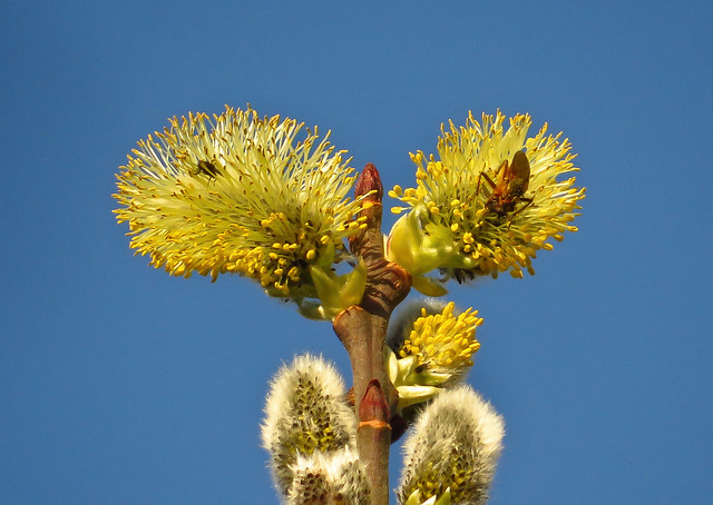 Early spring. Goat Willow (Salix caprea) - Male Flowers 2023-03-02. Parc Slip, Aberkenfig, South Wales