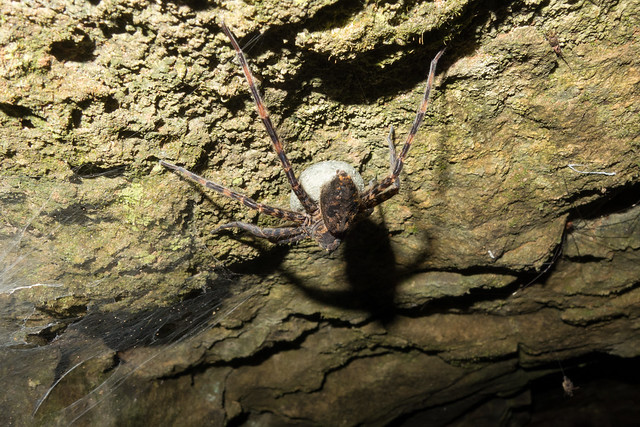 Dark fishing spider – Dolomedes tenebrosus ?