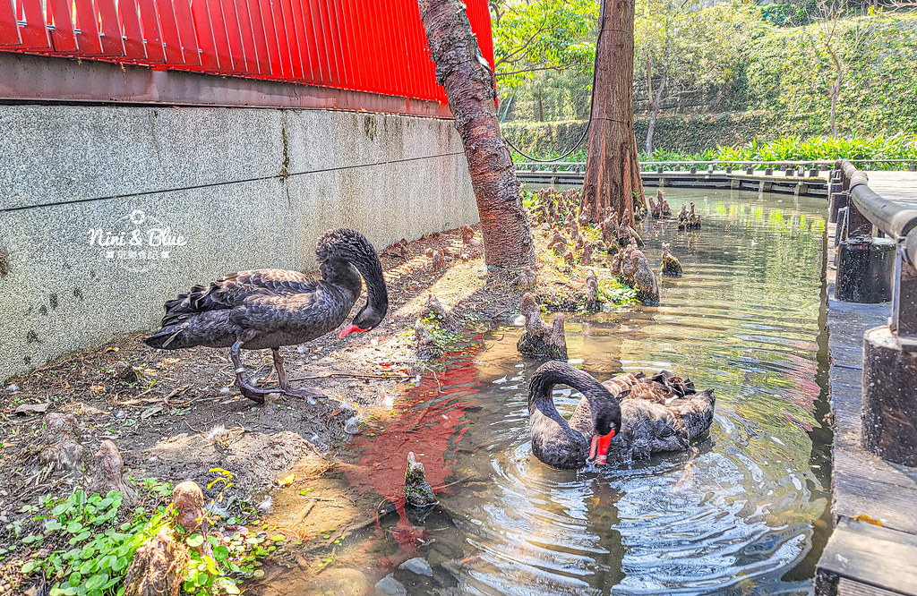 秋紅谷景觀生態公園 黑天鵝寶寶 台中免費景點12