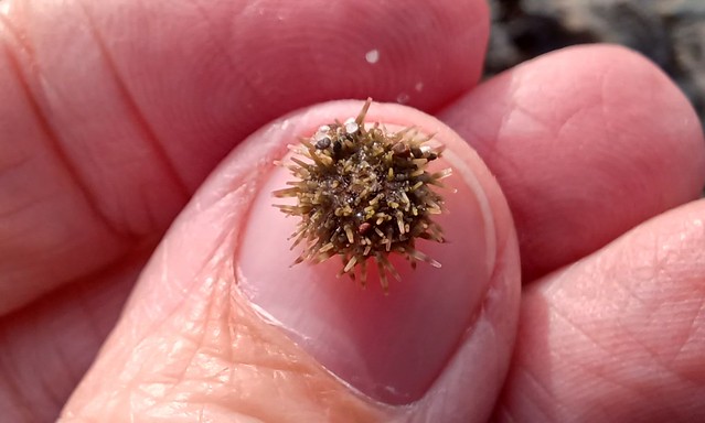 Urchin ( 1 of 4)