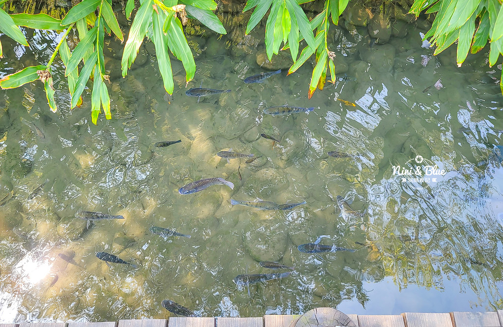 秋紅谷景觀生態公園 黑天鵝寶寶 台中免費景點18