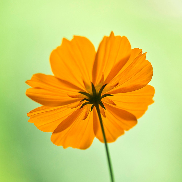Underneath An Orange Cosmos Flower