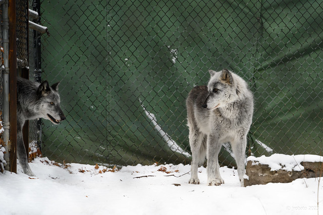 Zoo Pics of Gray Wolves 02